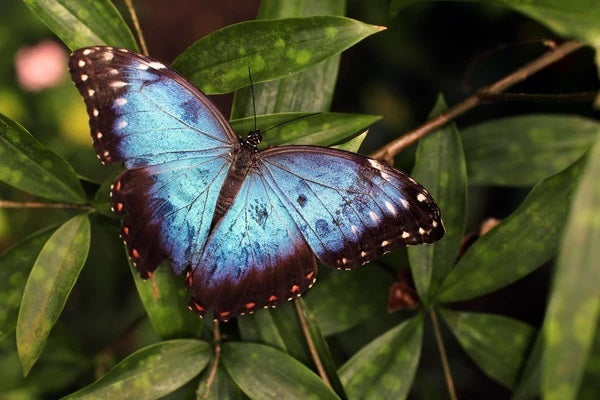A beautiful butterfly to signify transformation with affirmations. 